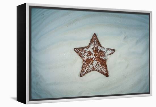 A West Indian Starfish on the Seafloor in Turneffe Atoll, Belize-Stocktrek Images-Framed Premier Image Canvas