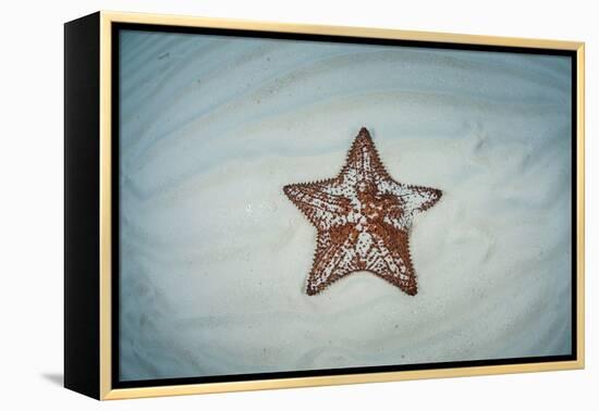 A West Indian Starfish on the Seafloor in Turneffe Atoll, Belize-Stocktrek Images-Framed Premier Image Canvas