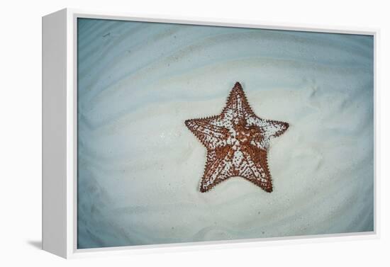 A West Indian Starfish on the Seafloor in Turneffe Atoll, Belize-Stocktrek Images-Framed Premier Image Canvas