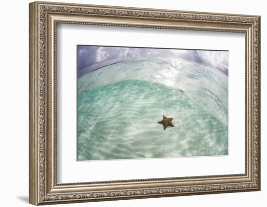 A West Indian Starfish on the Seafloor in Turneffe Atoll, Belize-Stocktrek Images-Framed Photographic Print