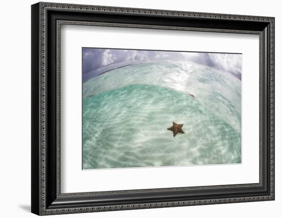 A West Indian Starfish on the Seafloor in Turneffe Atoll, Belize-Stocktrek Images-Framed Photographic Print