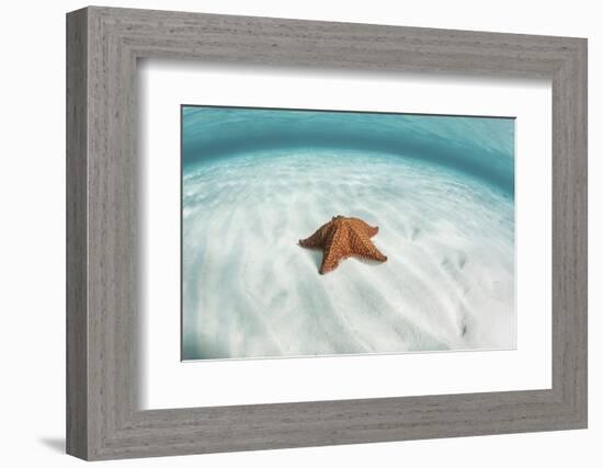 A West Indian Starfish on the Seafloor in Turneffe Atoll, Belize-Stocktrek Images-Framed Photographic Print