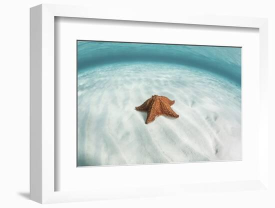 A West Indian Starfish on the Seafloor in Turneffe Atoll, Belize-Stocktrek Images-Framed Photographic Print