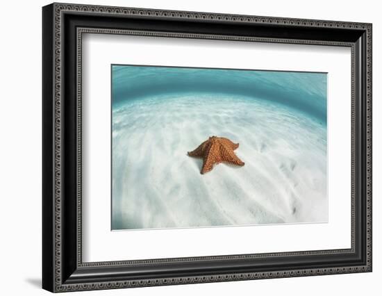 A West Indian Starfish on the Seafloor in Turneffe Atoll, Belize-Stocktrek Images-Framed Photographic Print