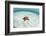 A West Indian Starfish on the Seafloor in Turneffe Atoll, Belize-Stocktrek Images-Framed Photographic Print