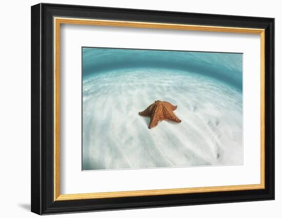 A West Indian Starfish on the Seafloor in Turneffe Atoll, Belize-Stocktrek Images-Framed Photographic Print