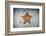 A West Indian Starfish on the Seafloor in Turneffe Atoll, Belize-Stocktrek Images-Framed Photographic Print