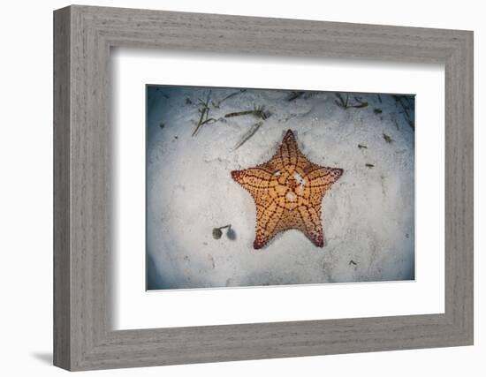 A West Indian Starfish on the Seafloor in Turneffe Atoll, Belize-Stocktrek Images-Framed Photographic Print