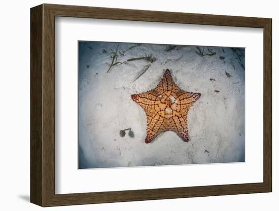 A West Indian Starfish on the Seafloor in Turneffe Atoll, Belize-Stocktrek Images-Framed Photographic Print