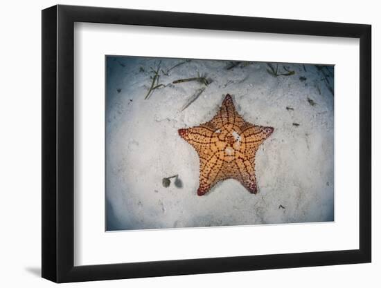 A West Indian Starfish on the Seafloor in Turneffe Atoll, Belize-Stocktrek Images-Framed Photographic Print