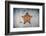 A West Indian Starfish on the Seafloor in Turneffe Atoll, Belize-Stocktrek Images-Framed Photographic Print