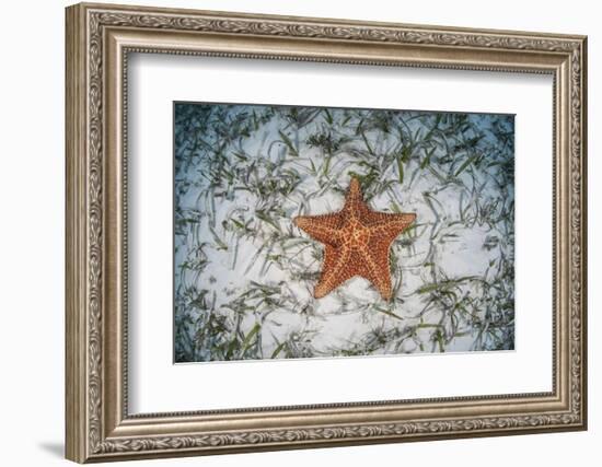 A West Indian Starfish on the Seafloor in Turneffe Atoll, Belize-Stocktrek Images-Framed Photographic Print