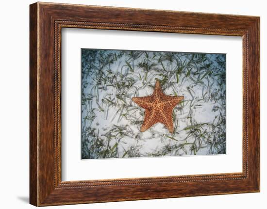 A West Indian Starfish on the Seafloor in Turneffe Atoll, Belize-Stocktrek Images-Framed Photographic Print