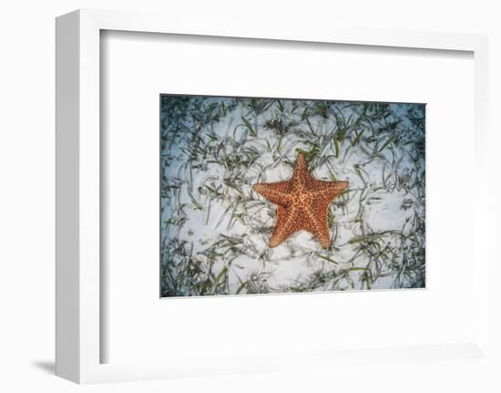 A West Indian Starfish on the Seafloor in Turneffe Atoll, Belize-Stocktrek Images-Framed Photographic Print