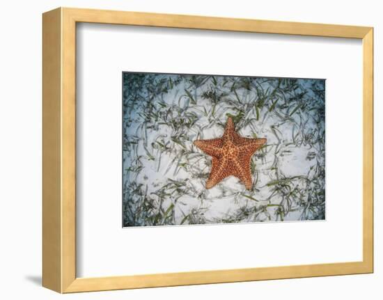 A West Indian Starfish on the Seafloor in Turneffe Atoll, Belize-Stocktrek Images-Framed Photographic Print