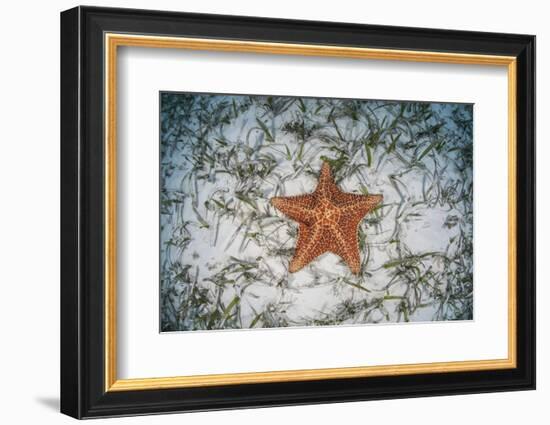 A West Indian Starfish on the Seafloor in Turneffe Atoll, Belize-Stocktrek Images-Framed Photographic Print