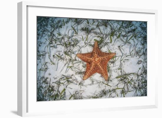 A West Indian Starfish on the Seafloor in Turneffe Atoll, Belize-Stocktrek Images-Framed Photographic Print