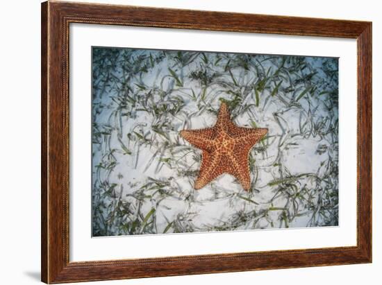 A West Indian Starfish on the Seafloor in Turneffe Atoll, Belize-Stocktrek Images-Framed Photographic Print