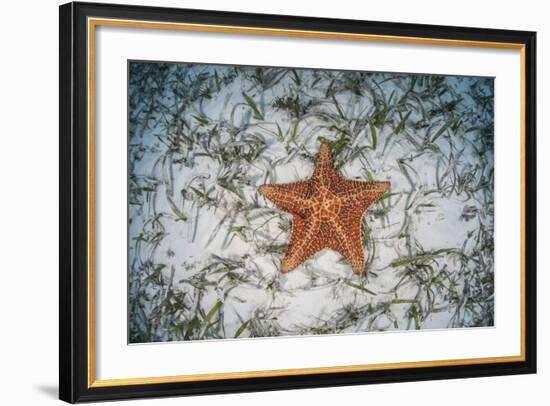 A West Indian Starfish on the Seafloor in Turneffe Atoll, Belize-Stocktrek Images-Framed Photographic Print