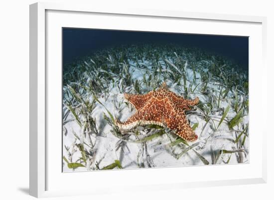 A West Indian Starfish on the Seafloor in Turneffe Atoll, Belize-Stocktrek Images-Framed Photographic Print