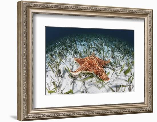 A West Indian Starfish on the Seafloor in Turneffe Atoll, Belize-Stocktrek Images-Framed Photographic Print