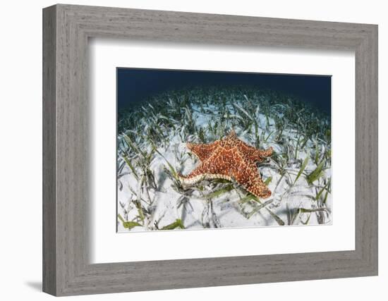 A West Indian Starfish on the Seafloor in Turneffe Atoll, Belize-Stocktrek Images-Framed Photographic Print