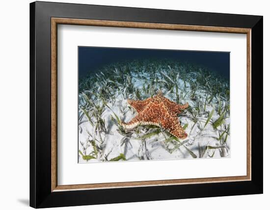 A West Indian Starfish on the Seafloor in Turneffe Atoll, Belize-Stocktrek Images-Framed Photographic Print