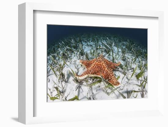 A West Indian Starfish on the Seafloor in Turneffe Atoll, Belize-Stocktrek Images-Framed Photographic Print