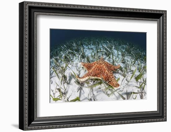 A West Indian Starfish on the Seafloor in Turneffe Atoll, Belize-Stocktrek Images-Framed Photographic Print