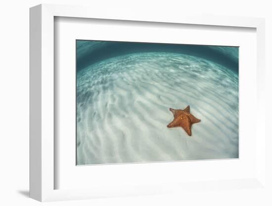 A West Indian Starfish on the Seafloor in Turneffe Atoll, Belize-Stocktrek Images-Framed Photographic Print