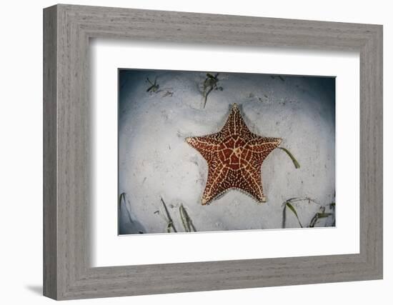 A West Indian Starfish on the Seafloor in Turneffe Atoll, Belize-Stocktrek Images-Framed Photographic Print