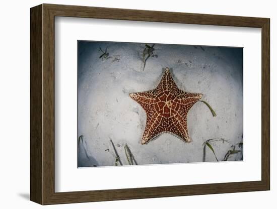 A West Indian Starfish on the Seafloor in Turneffe Atoll, Belize-Stocktrek Images-Framed Photographic Print