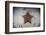 A West Indian Starfish on the Seafloor in Turneffe Atoll, Belize-Stocktrek Images-Framed Photographic Print