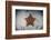 A West Indian Starfish on the Seafloor in Turneffe Atoll, Belize-Stocktrek Images-Framed Photographic Print