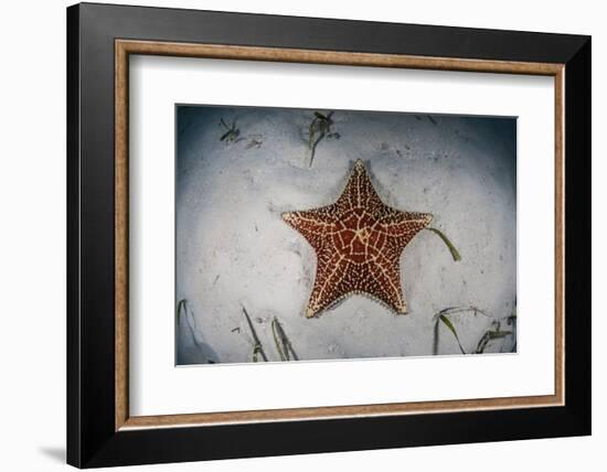 A West Indian Starfish on the Seafloor in Turneffe Atoll, Belize-Stocktrek Images-Framed Photographic Print