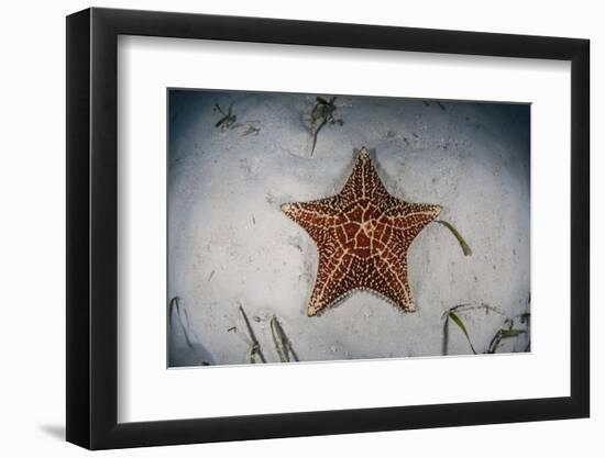 A West Indian Starfish on the Seafloor in Turneffe Atoll, Belize-Stocktrek Images-Framed Photographic Print