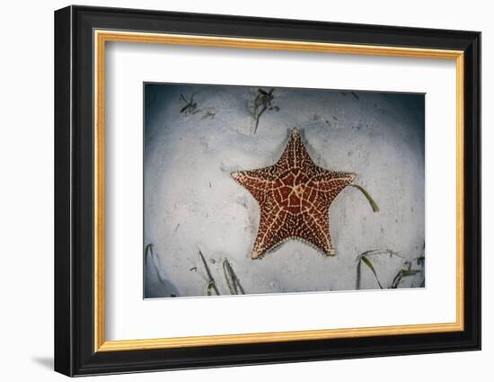 A West Indian Starfish on the Seafloor in Turneffe Atoll, Belize-Stocktrek Images-Framed Photographic Print