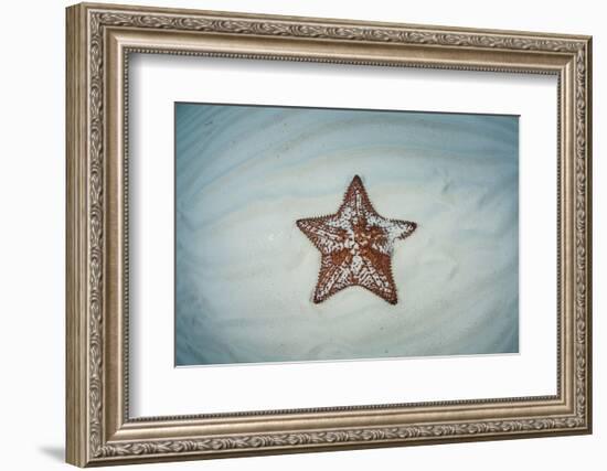 A West Indian Starfish on the Seafloor in Turneffe Atoll, Belize-Stocktrek Images-Framed Photographic Print