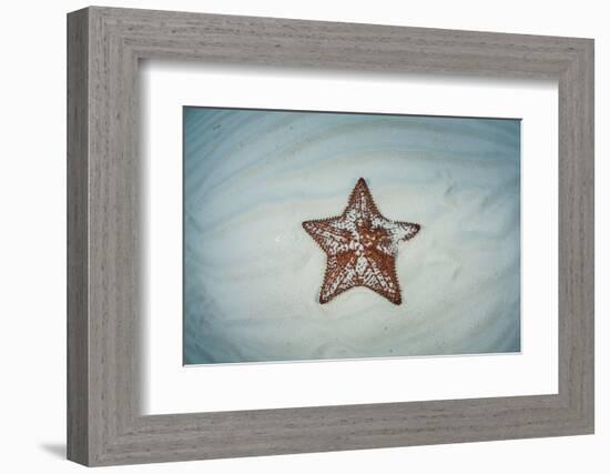 A West Indian Starfish on the Seafloor in Turneffe Atoll, Belize-Stocktrek Images-Framed Photographic Print