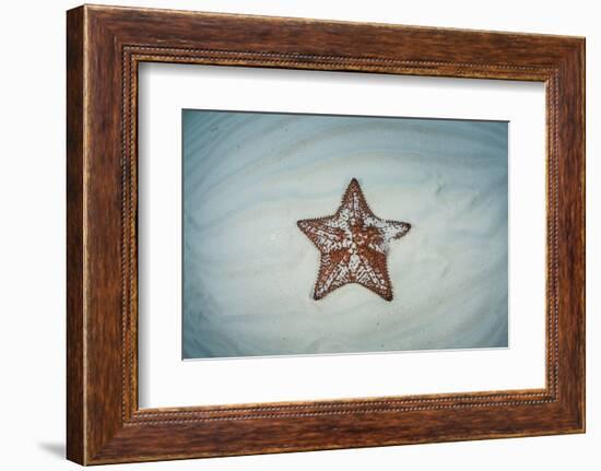 A West Indian Starfish on the Seafloor in Turneffe Atoll, Belize-Stocktrek Images-Framed Photographic Print