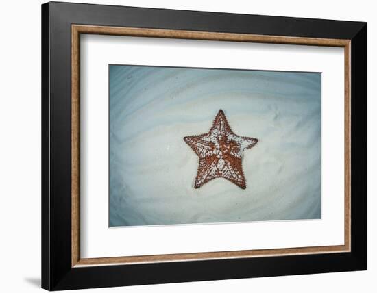 A West Indian Starfish on the Seafloor in Turneffe Atoll, Belize-Stocktrek Images-Framed Photographic Print