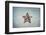 A West Indian Starfish on the Seafloor in Turneffe Atoll, Belize-Stocktrek Images-Framed Photographic Print