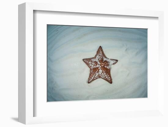 A West Indian Starfish on the Seafloor in Turneffe Atoll, Belize-Stocktrek Images-Framed Photographic Print