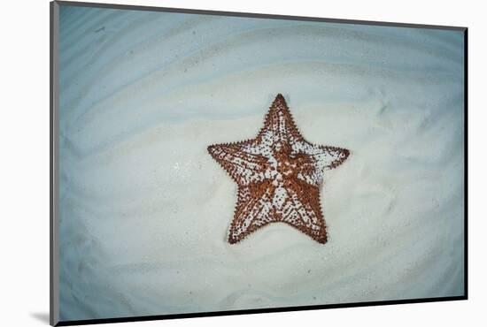 A West Indian Starfish on the Seafloor in Turneffe Atoll, Belize-Stocktrek Images-Mounted Photographic Print