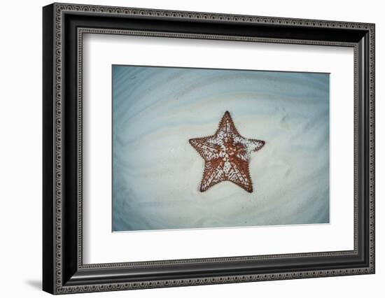 A West Indian Starfish on the Seafloor in Turneffe Atoll, Belize-Stocktrek Images-Framed Photographic Print