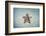 A West Indian Starfish on the Seafloor in Turneffe Atoll, Belize-Stocktrek Images-Framed Photographic Print