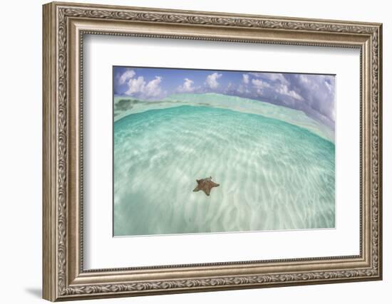 A West Indian Starfish on the Seafloor in Turneffe Atoll, Belize-Stocktrek Images-Framed Photographic Print