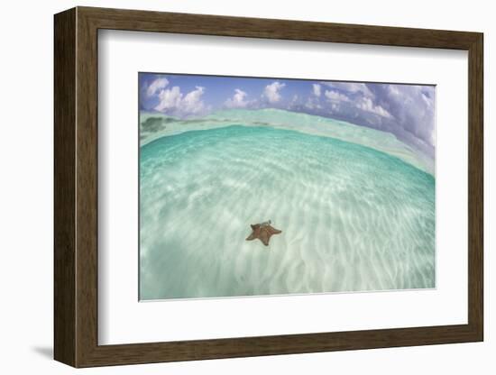 A West Indian Starfish on the Seafloor in Turneffe Atoll, Belize-Stocktrek Images-Framed Photographic Print