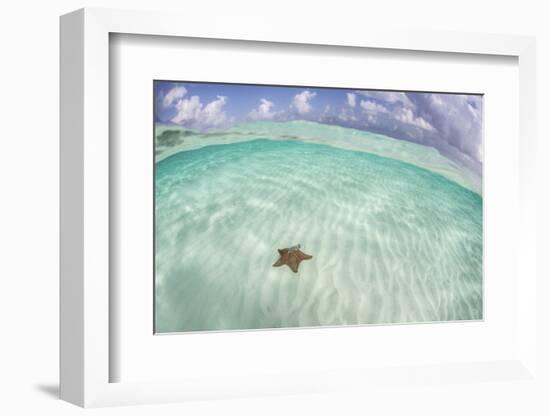 A West Indian Starfish on the Seafloor in Turneffe Atoll, Belize-Stocktrek Images-Framed Photographic Print