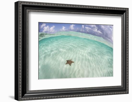 A West Indian Starfish on the Seafloor in Turneffe Atoll, Belize-Stocktrek Images-Framed Photographic Print